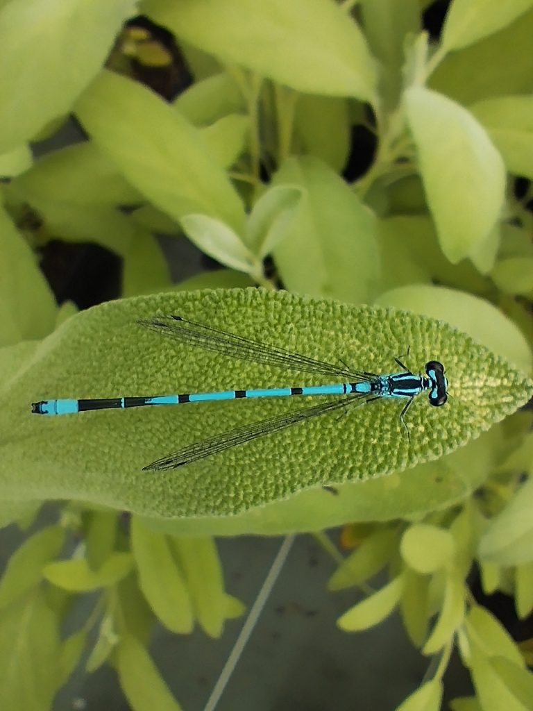 Libellule bleu posée sur une feuille