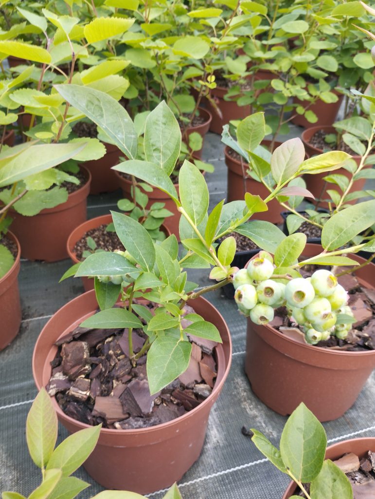 Plants avec de petits fruits