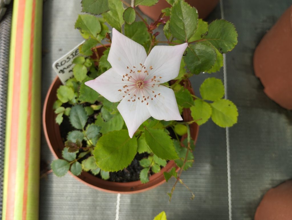 Plant avec fleur blanche