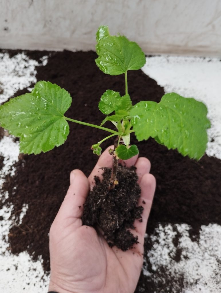 Plant