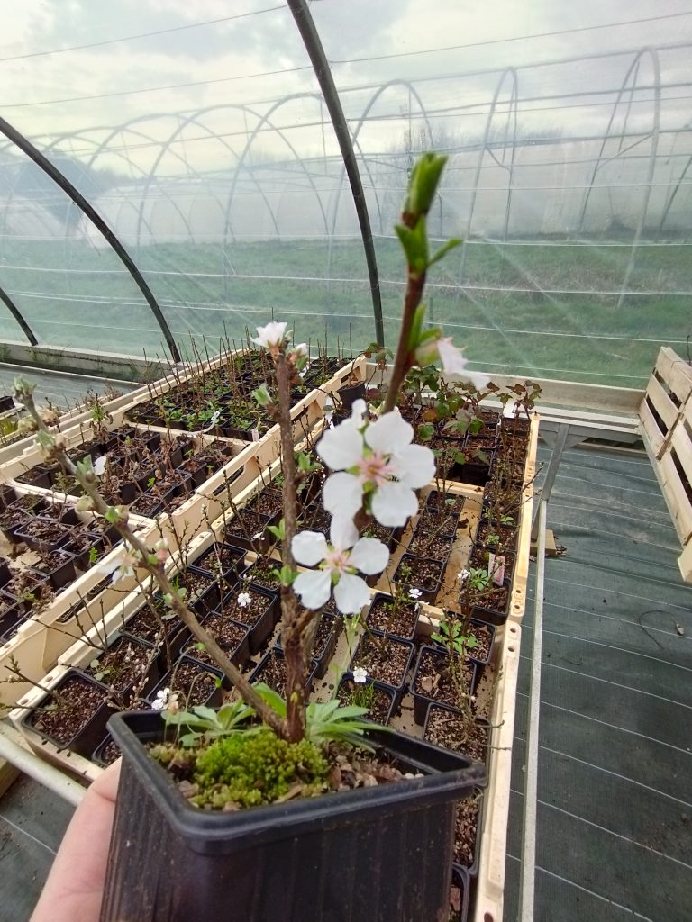 Plant avec fleurs blanches