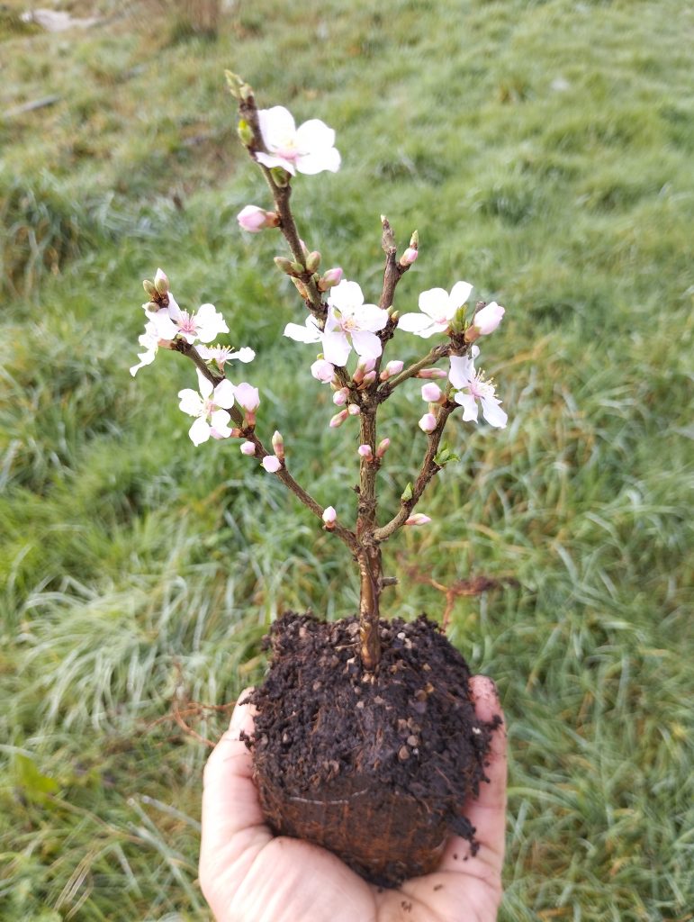 Plant avec fleurs blanches