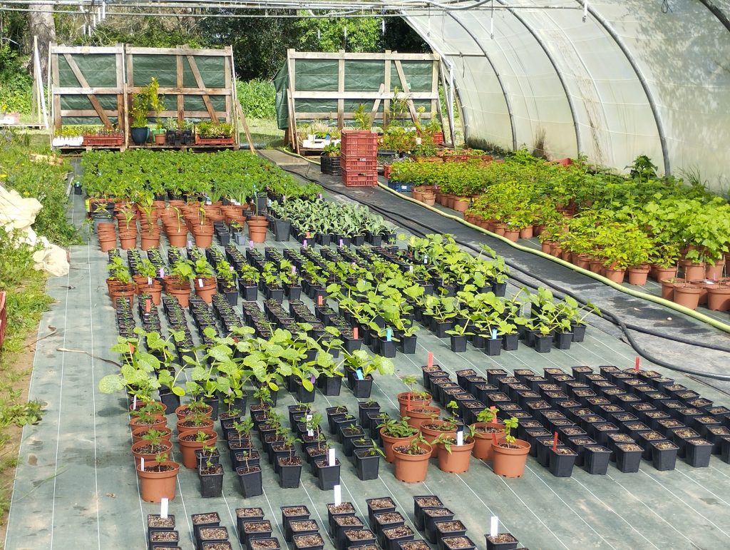 La serre avec de nombreux plants