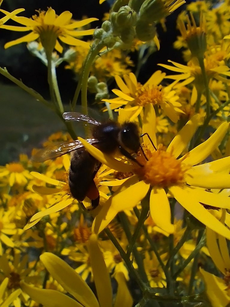 Photo d'une abeille butinant des fleurs jaunes