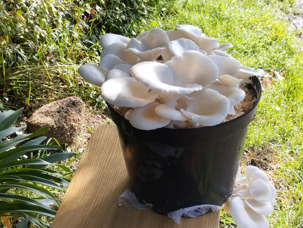 Champignons