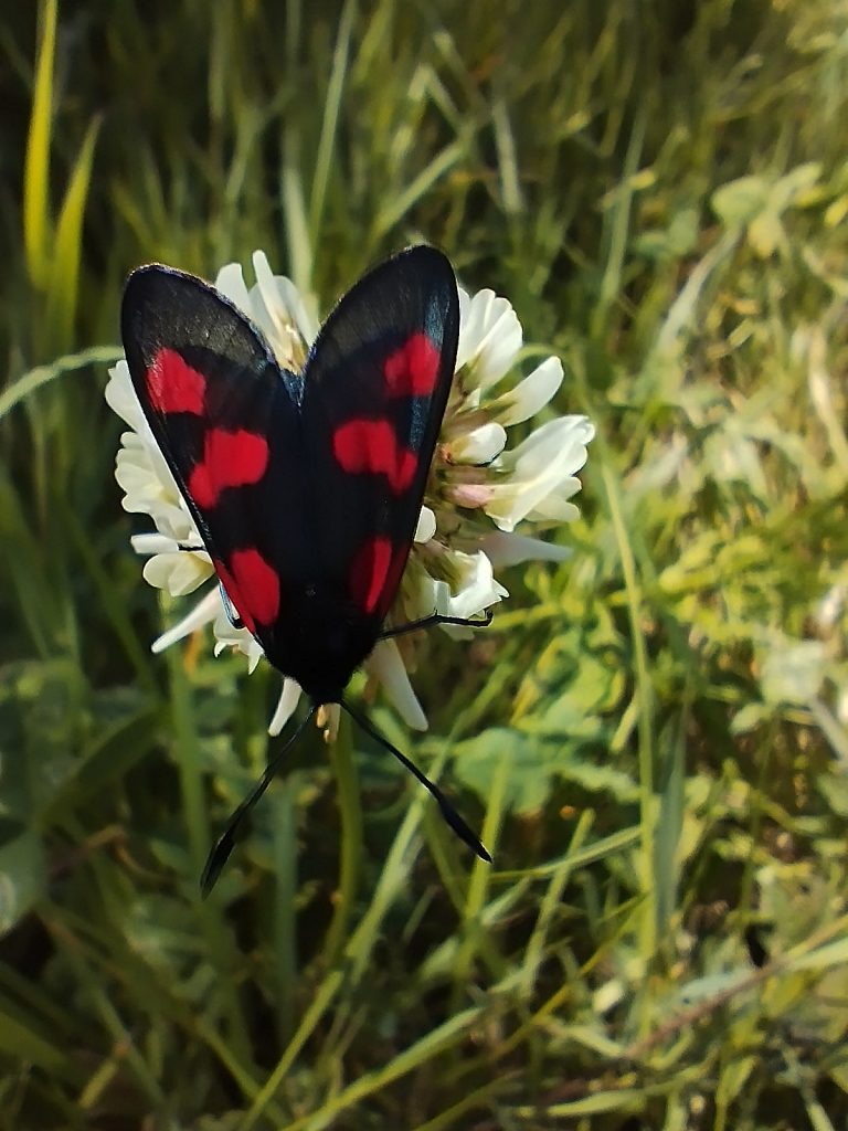 Photo d'un insecte en forme de cœur