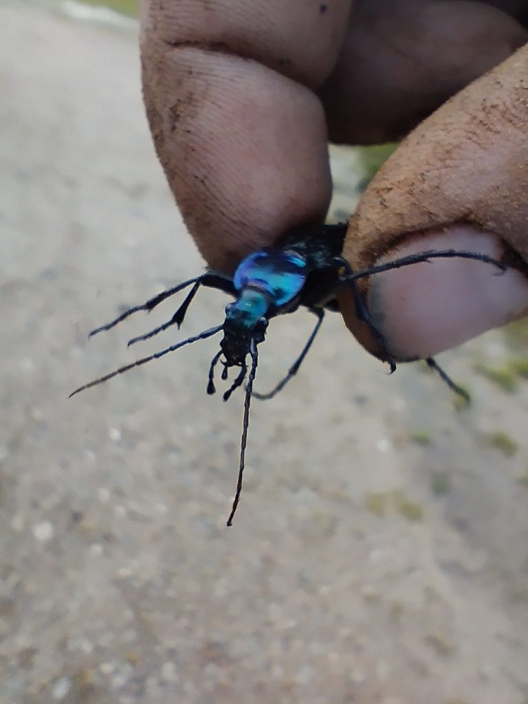 Photo d'un insecte bleu