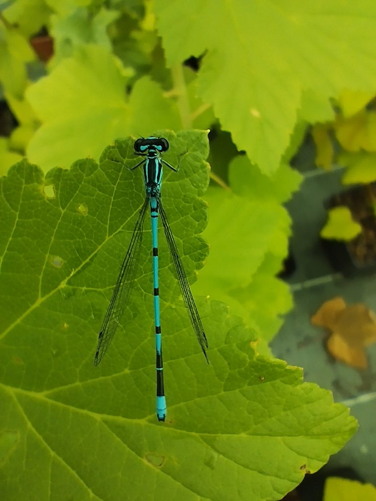 Photo d'une libellule bleue