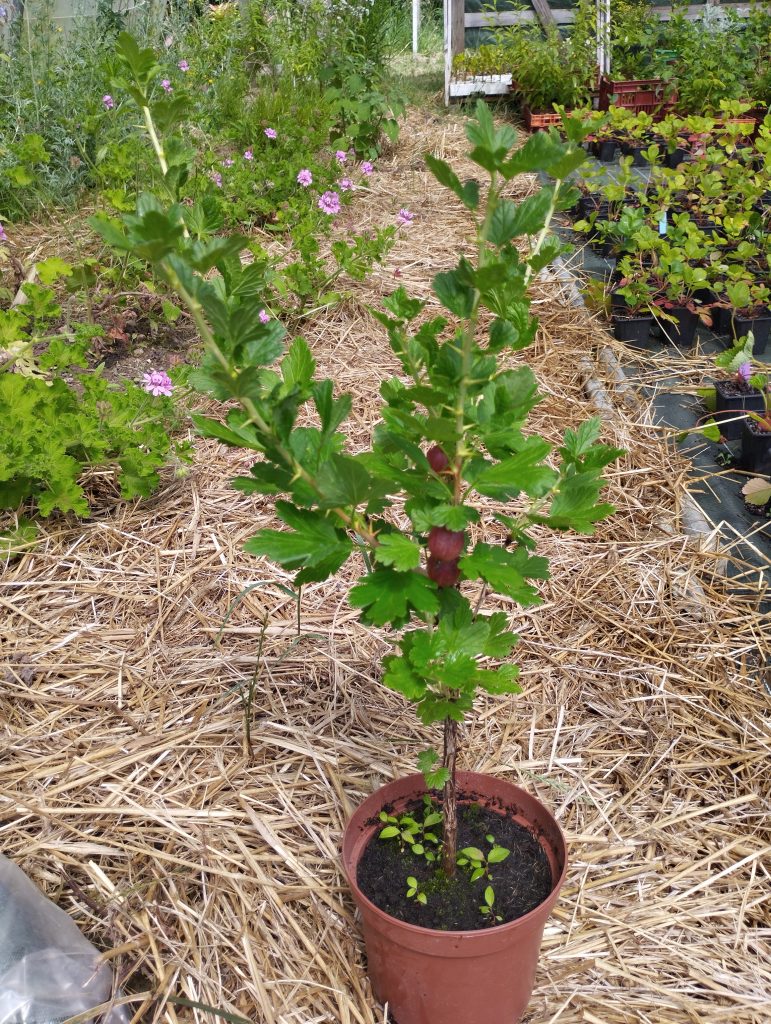 Plant