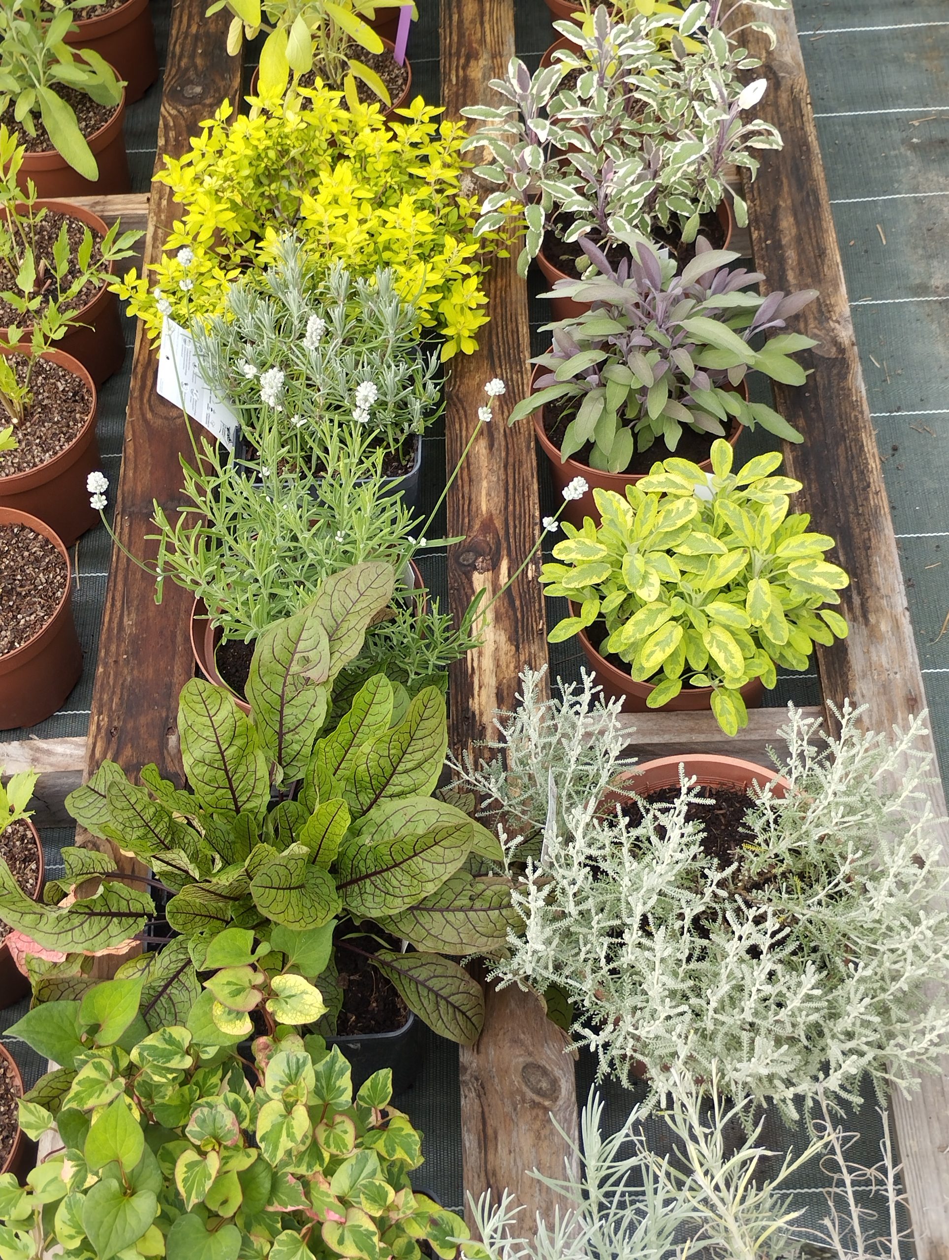 Plantes