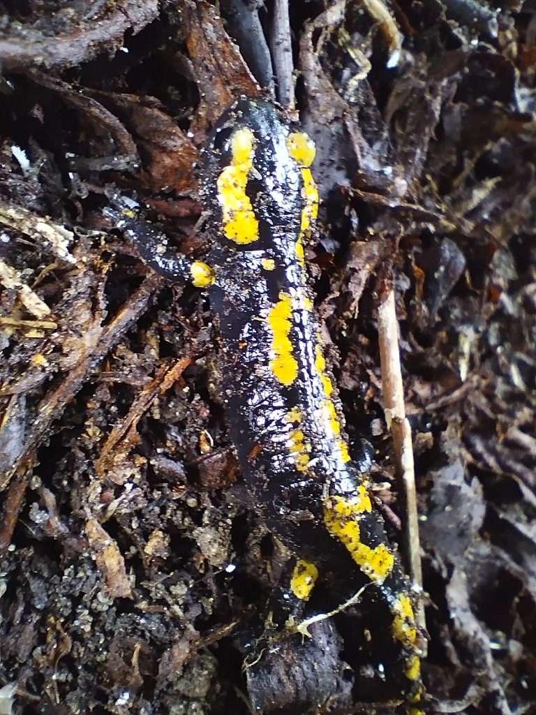 Photo d'une salamandre